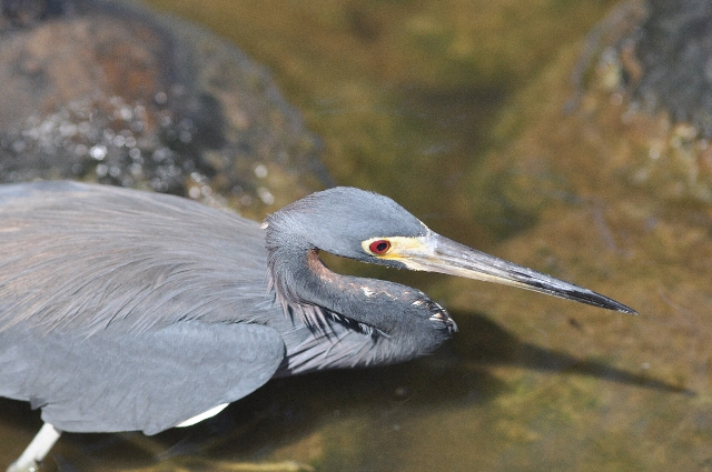 grenada, caribbean, west indie-040.jpg - TRICOLOR HERON - GRENADA, CARIBBEAN - 2011